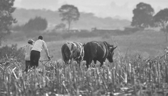 Acumen & Bain launch roadmap for smallholder farmers