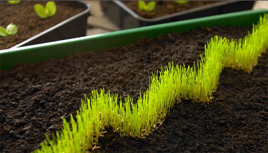 Deloitte: 8 key trends in learning and development