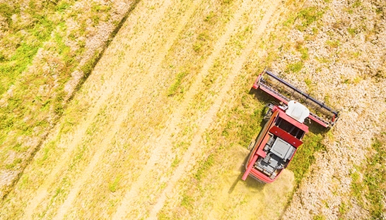 Sequential cropping could resurrect bio-fuel industry