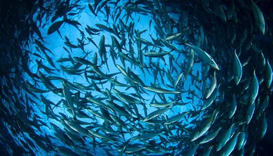WWF's OpenSC platform aims for better food chain transparency