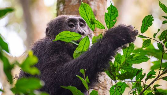 How AI is helping WWF battle illegal deforestation