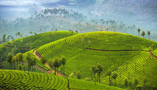Covid-19's impact on India's agricultural sector