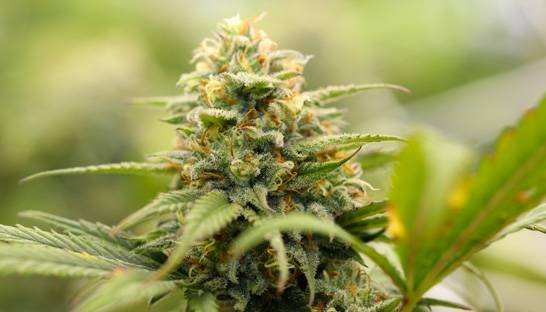 Big brands have key role to play in emerging US cannabis market