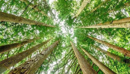 EY to be carbon negative by end of 2021