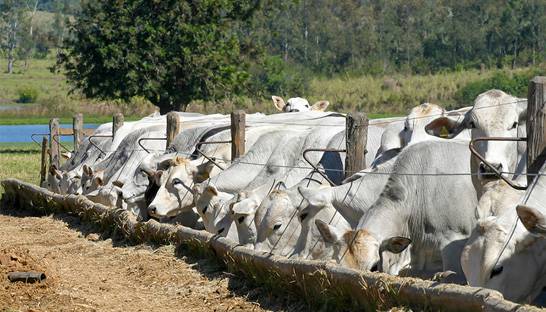 Sustainable cattle farming can be a triple win for Brazil