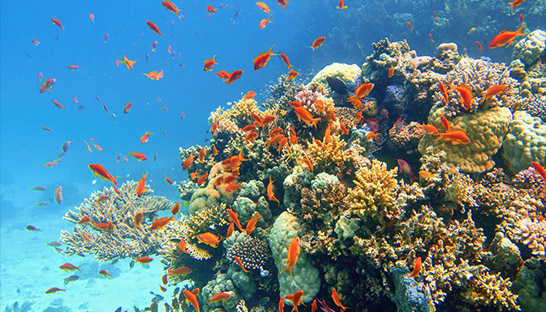 Queensland selects Palladium and GreenCollar for Reef Credit Scheme
