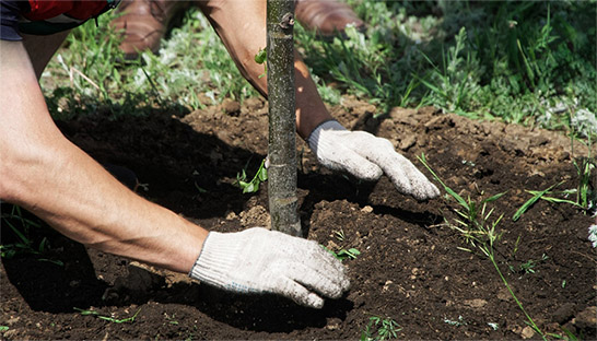 Devoteam plants 2,500 trees through AWS Treeapp partnership